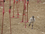 FZ029982 Greater flamingo chick (Phoenicopterus roseus).jpg